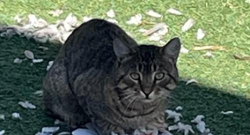 Lost Male Cat last seen North Double Bar Road and West South Butte Road, San Tan Valley, AZ 85142