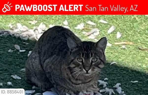 Lost Male Cat last seen Circle Cross, San Tan Valley, AZ 85140