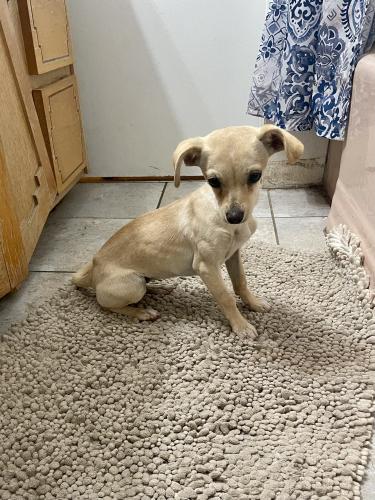 Found/Stray Female Dog last seen Huning Ranch Area, Los Lunas, NM 87031