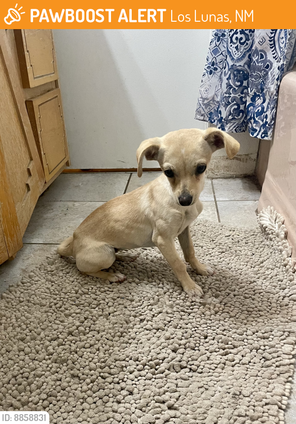 Rehomed Female Dog last seen Huning Ranch Area, Los Lunas, NM 87031