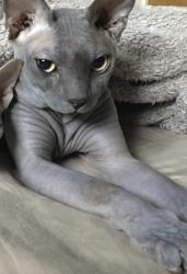 Lost Male Cat last seen Thurber ln and Benson, Live Oak, CA 95065