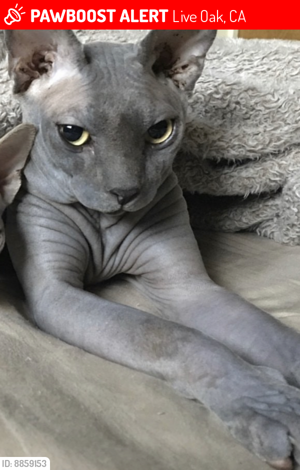 Lost Male Cat last seen Thurber ln and Benson, Live Oak, CA 95065
