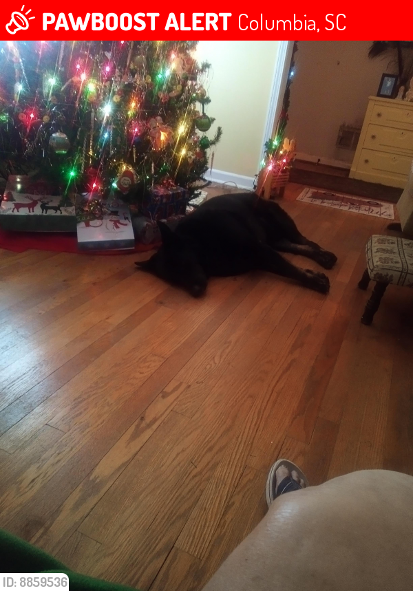 Lost Male Dog last seen Whitehall Extension, St Andrews Rd, Columbia, SC 29212
