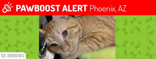 Lost Male Cat last seen 3rd Avenue and Fillmore , Phoenix, AZ 85003