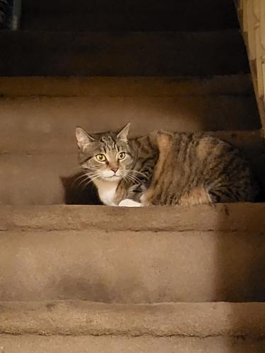 Found/Stray Unknown Cat last seen 6th and Christian, Philadelphia, PA 19147