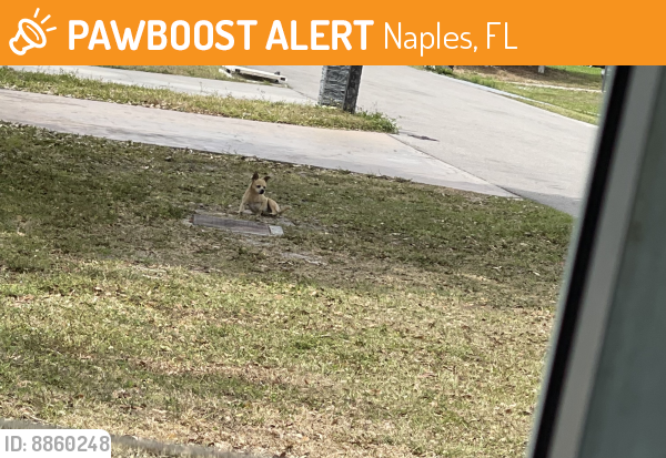 Found/Stray Unknown Dog last seen 42nd St Sw , Naples, FL 34116