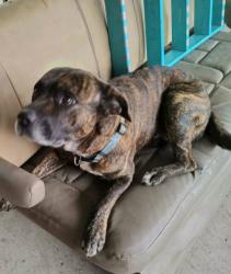 Reunited Male Dog last seen Spencer Hwy at Red Bluff, Pasadena,Tx 77505, Pasadena, TX 77505