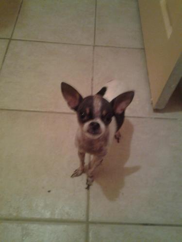 Lost Female Dog last seen Brown Avenue and East 5th Street , Casa Grande, AZ 85122
