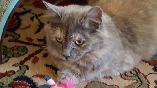Lost Female Cat last seen Greenvale Mews Drive, Westminster, MD 21157, Westminster, MD 21157