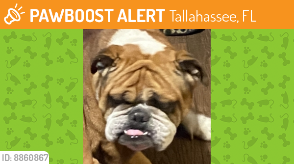 Found/Stray Male Dog last seen Lakewood ests tallahassee , Tallahassee, FL 32305