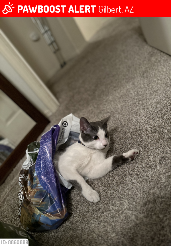 Lost Male Cat last seen Seen in neighboorhood by our hse just wont come , Gilbert, AZ 85295