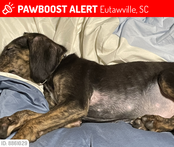Lost Male Dog last seen Lakeview Drive, Eutawville, SC 29048