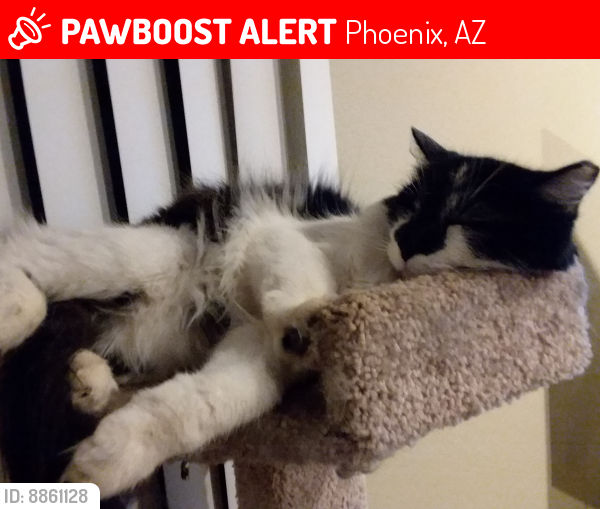 Lost Male Cat last seen 45th and Escuda, Phoenix, AZ 85308