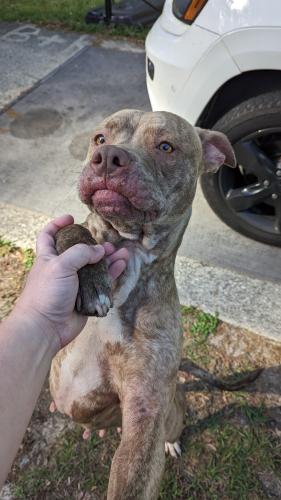 Found/Stray Female Dog last seen Faulk Dr Tallahassee Florida 32303, Tallahassee, FL 32303