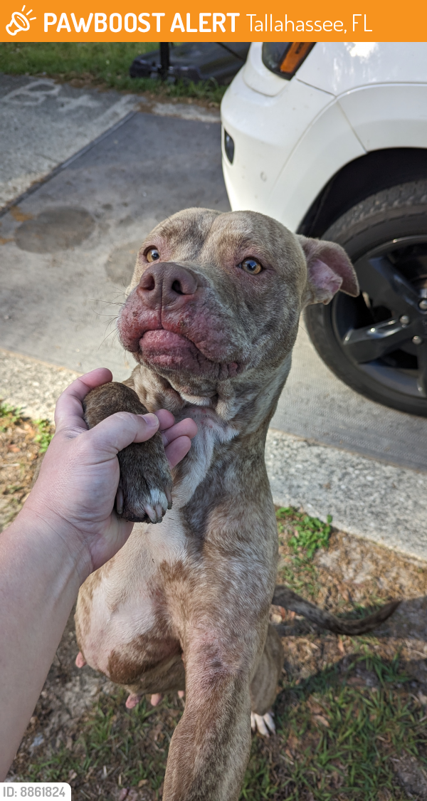Found/Stray Female Dog last seen Faulk Dr Tallahassee Florida 32303, Tallahassee, FL 32303