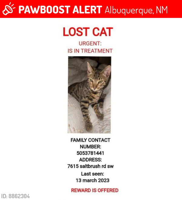 Lost Male Cat last seen Unser and Arenal, Albuquerque, NM 87121