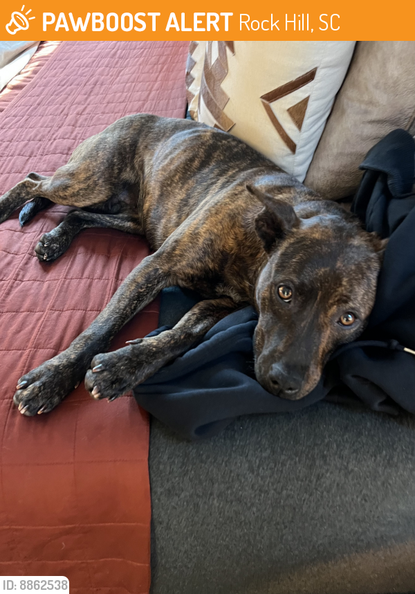 Rock Hill, SC Stray Female Dog Found Near Cherry road and Riverwalk