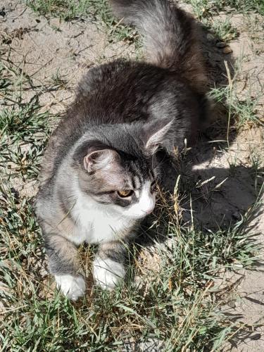Lost Female Cat last seen Wayside @ Gulf frwy, Houston, TX 77023