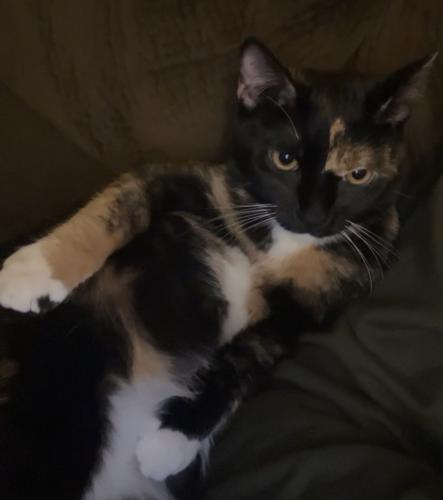 Lost Female Cat last seen 98th and 86th, Albuquerque, NM 87121