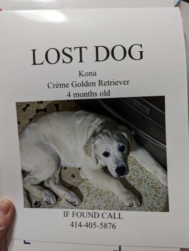 Lost Female Dog last seen 98th and Lisbon Ave , Milwaukee, WI 53222