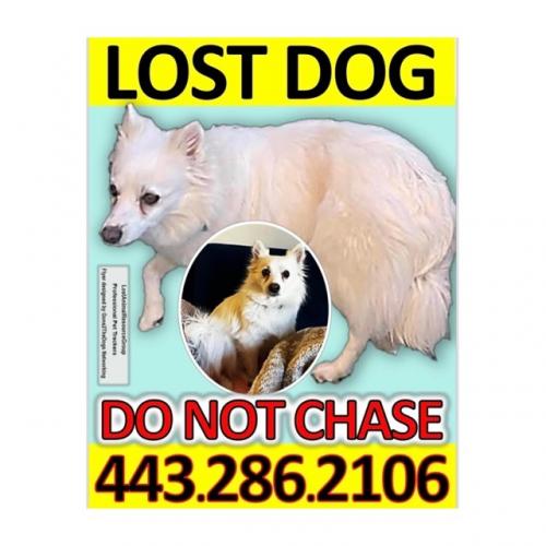 Lost Female Dog last seen Lavenham, Timonium, MD 21093