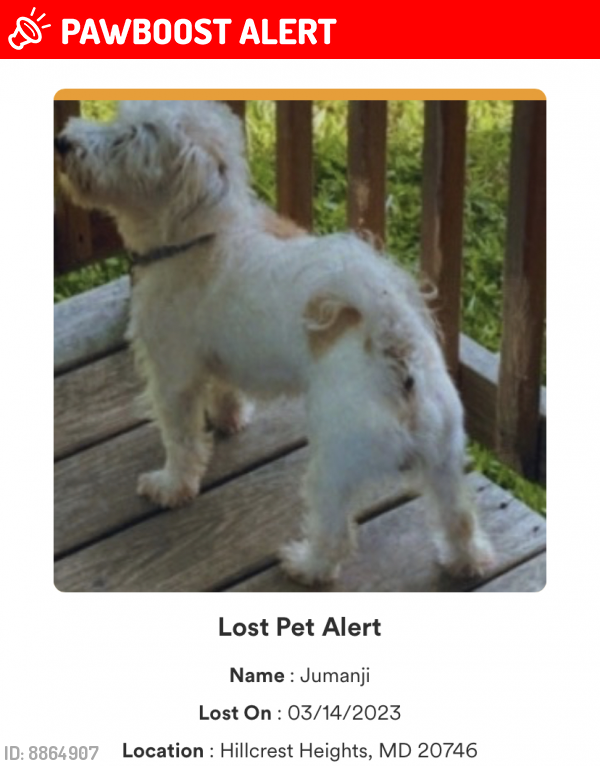 Lost Male Dog last seen Brooks dr, Suitland-Silver Hill, MD 20746