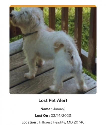 Lost Male Dog last seen Brooks dr, Suitland-Silver Hill, MD 20746