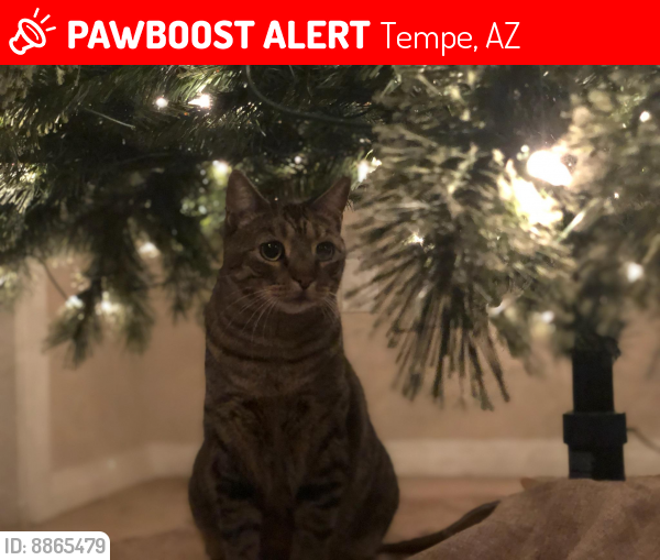 Lost Male Cat last seen Southern and McClintock, Tempe, AZ 85282