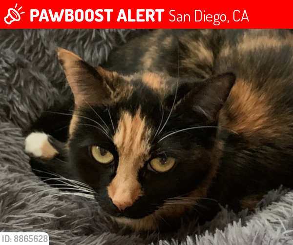 Lost Female Cat in San Diego, CA 92120 Named Louise (ID 8865628