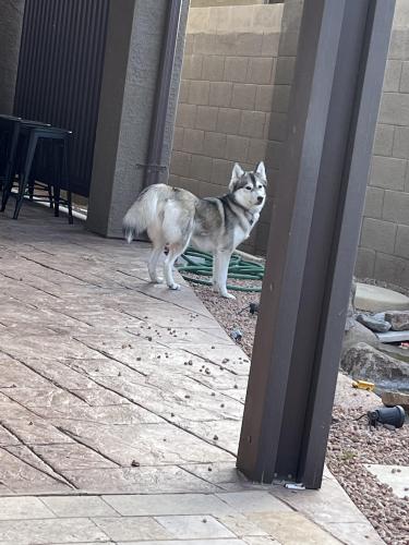 Lost Female Dog last seen Bella vista , San Tan Valley, AZ 85143