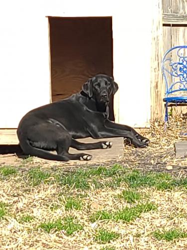 Lost Male Dog last seen Chrysler Ave & 35th Street, Independence, MO 64055