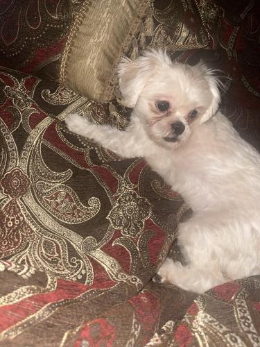 Lost Female Dog last seen King drive and calumet , Chicago, IL 60616