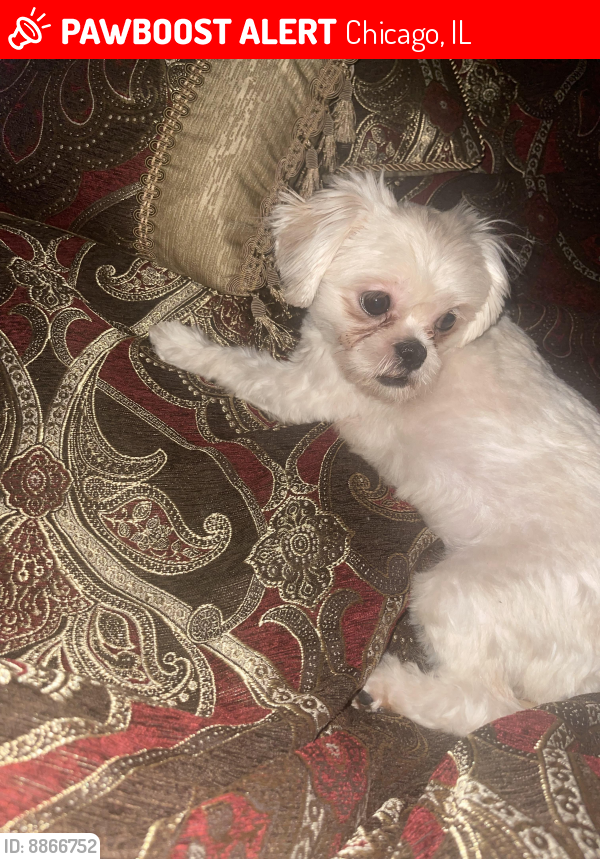 Lost Female Dog last seen King drive and calumet , Chicago, IL 60616