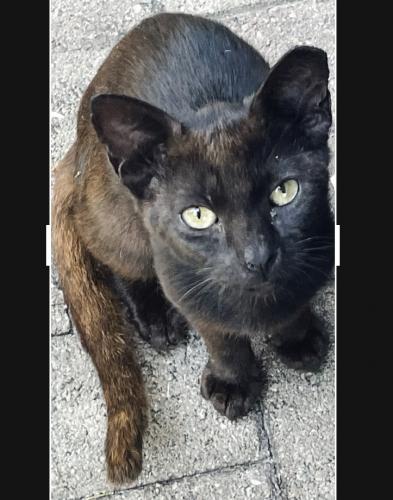 Lost Male Cat last seen 57th AVE and Arthur Hollywood  FL 33021, Hollywood, FL 33021