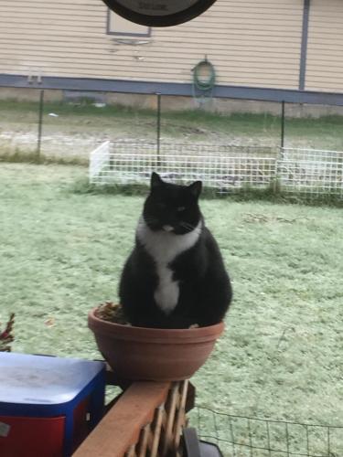 Lost Male Cat last seen Beardmore and 2nd Street Priest River , Priest River, ID 83856