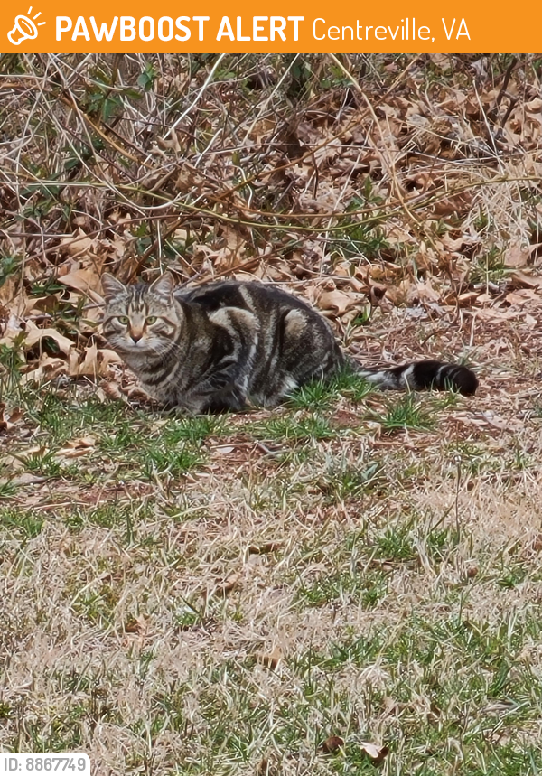 Found/Stray Unknown Cat last seen Cabells Mill Drive and Northbourne Drive, Centreville, VA 20120