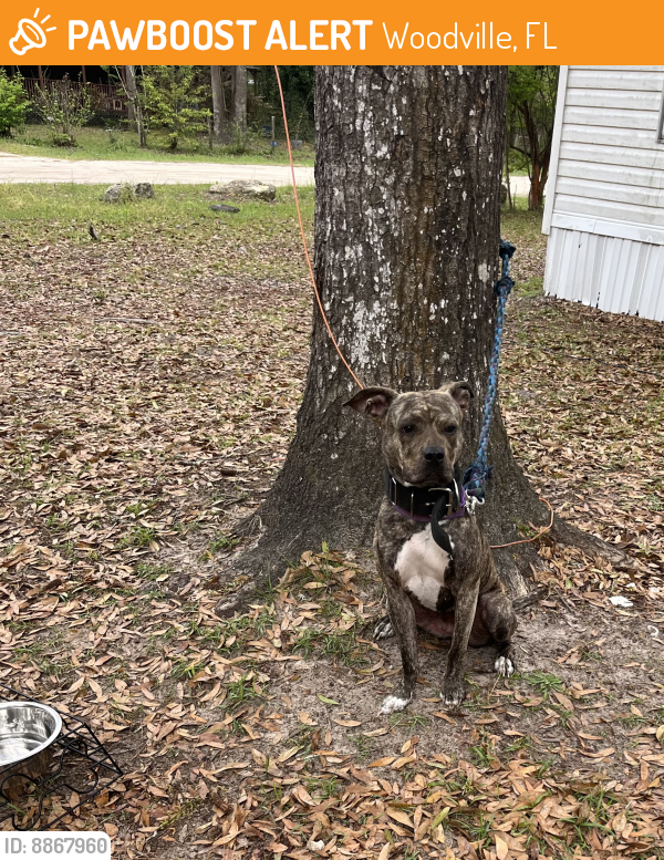 Found/Stray Female Dog last seen OakRidge Rd , Woodville, FL 32305