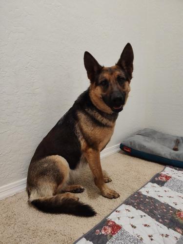 Found/Stray Female Dog last seen Elwood and wintersburg, Maricopa County, AZ 85354