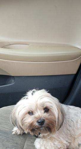 Lost Female Dog last seen NW 58th street and 7th ct, Miami, FL 33127