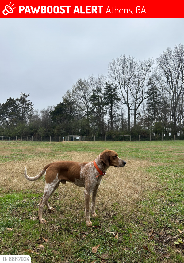 Lost Male Dog last seen Near Smokey road, Athens GA, Athens, GA 30601