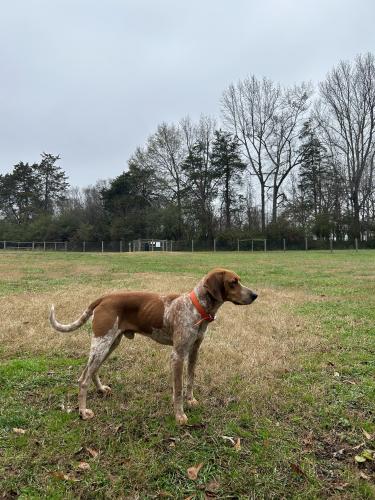 Lost Male Dog last seen Near Smokey road, Athens GA, Athens, GA 30601