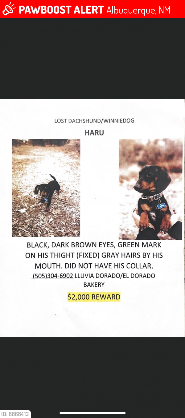 Lost Male Dog last seen Isleta and rio bravo, Albuquerque, NM 87105