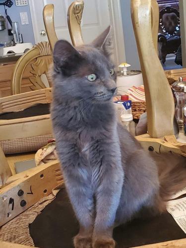 Lost Male Cat last seen Signal butte and Southern , Mesa, AZ 85208