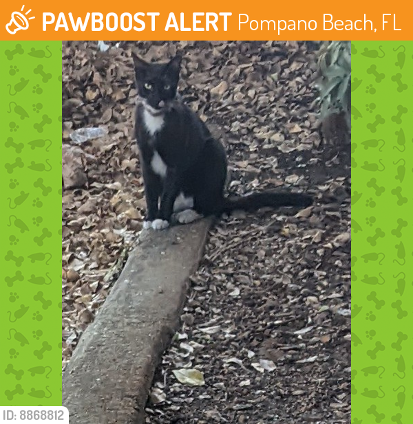 Found/Stray Unknown Cat last seen Powerline road near Copans Road, Pompano Beach, FL 33069