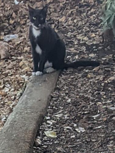 Found/Stray Unknown Cat last seen Powerline road near Copans Road, Pompano Beach, FL 33069