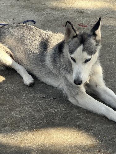Lost Female Dog last seen Sharar ave , Opa-locka, FL 33054