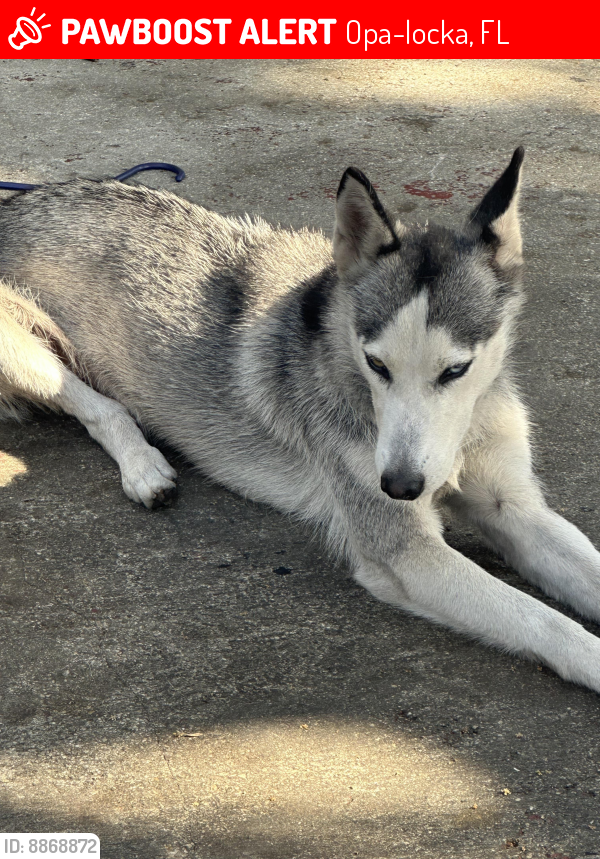 Lost Female Dog last seen Sharar ave  opa locka, Opa-locka, FL 33054
