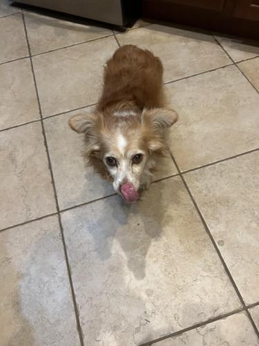 Lost Female Dog last seen Twin Lakes and E Northern Dancer, Catalina, AZ 85739