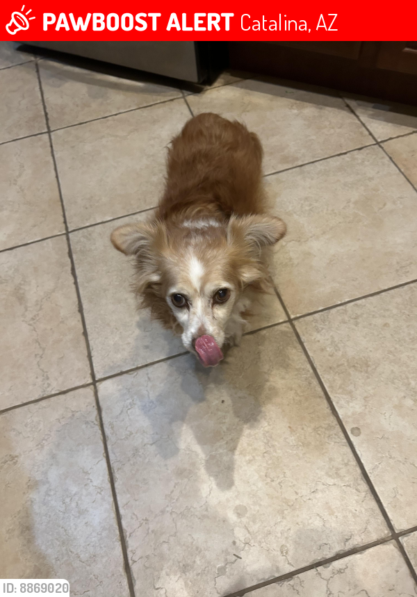 Lost Female Dog last seen Twin Lakes and E Northern Dancer, Catalina, AZ 85739