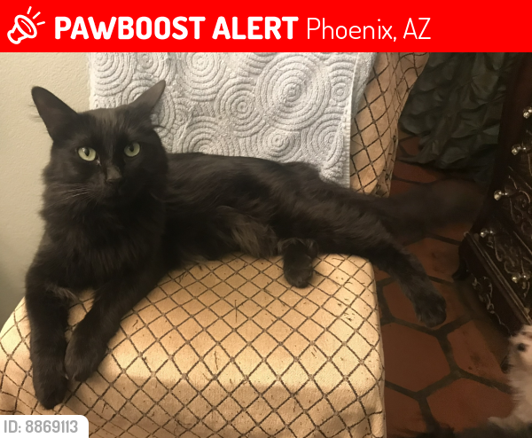 Lost Male Cat last seen 56th street & Emile Zola Ave, Phoenix, AZ 85254